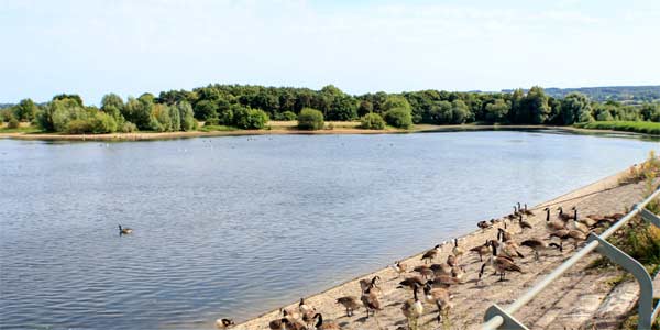 Herons Green Car Park on Chew Valley Lake's Western shore is popular with Somerset's bird watchers.